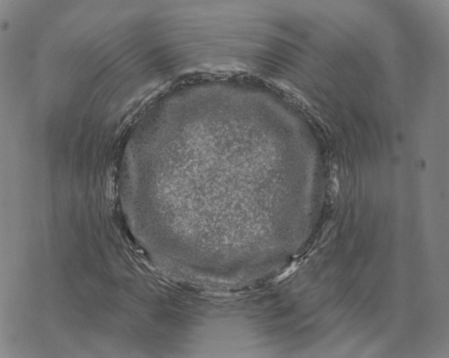 X0000070341110200606301734