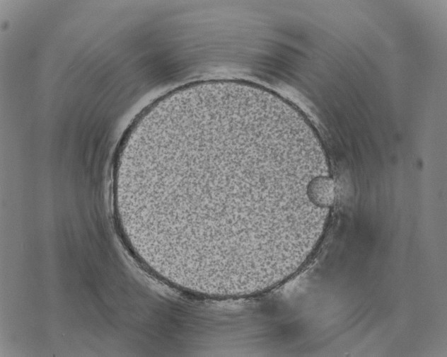 X0000070341126200606301734