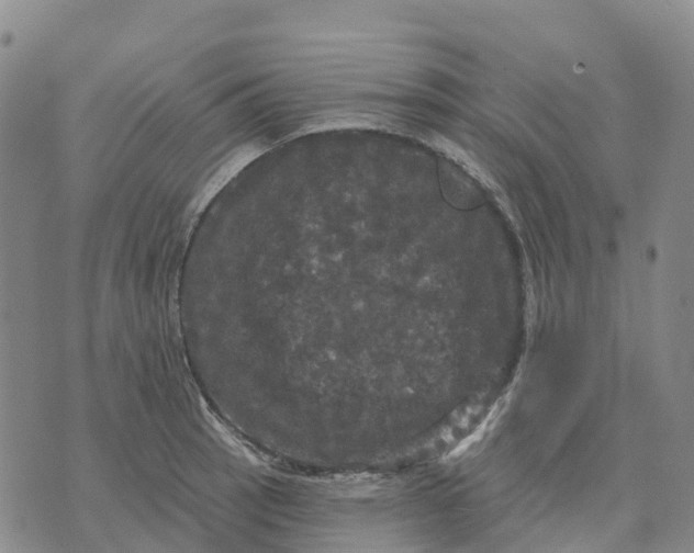 X0000070341137200606301734