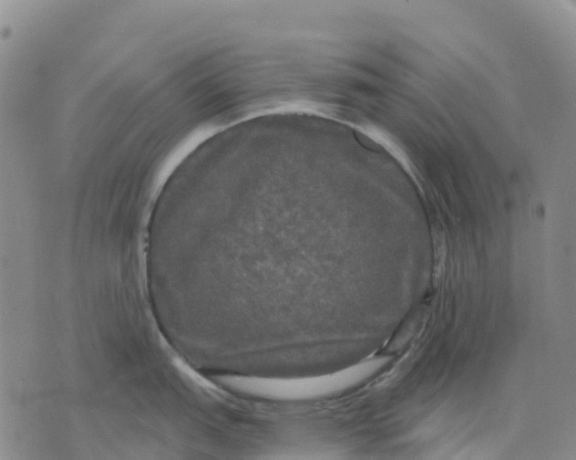 X0000070341151200606301734