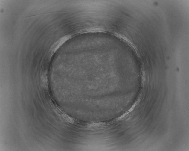 X0000070341162200606301733