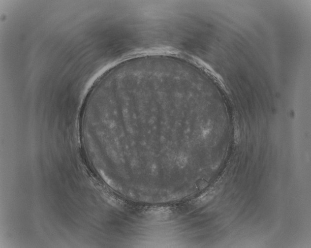 X0000070341174200606301733