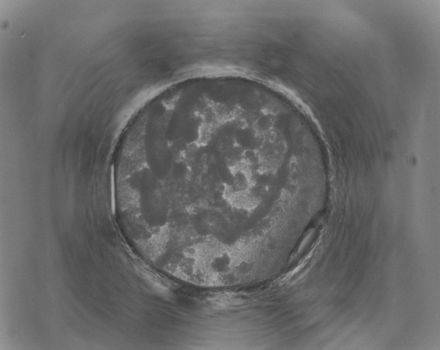 X0000070341175200606301733