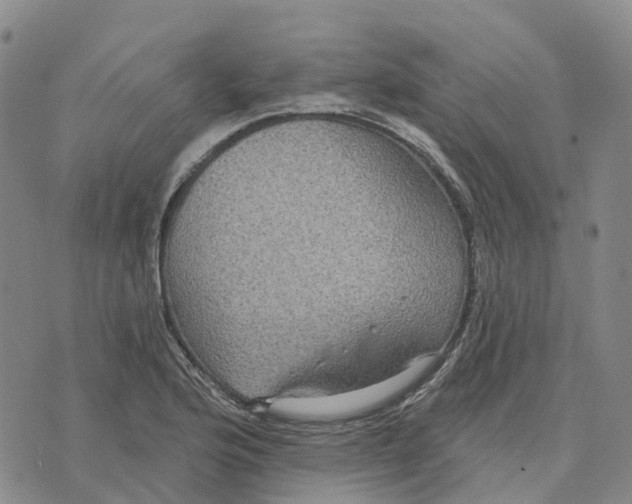 X0000070341176200606301733