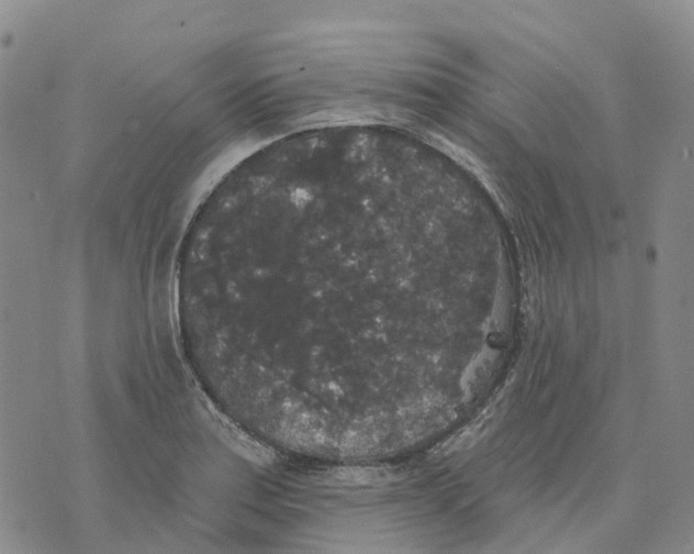 X0000070341179200606301733