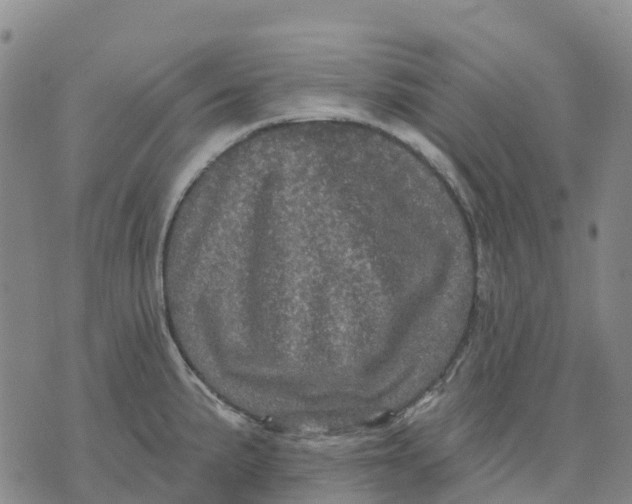 X0000070341191200606301733