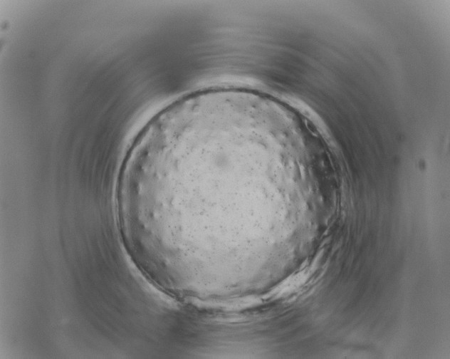 X0000070341199200606301733