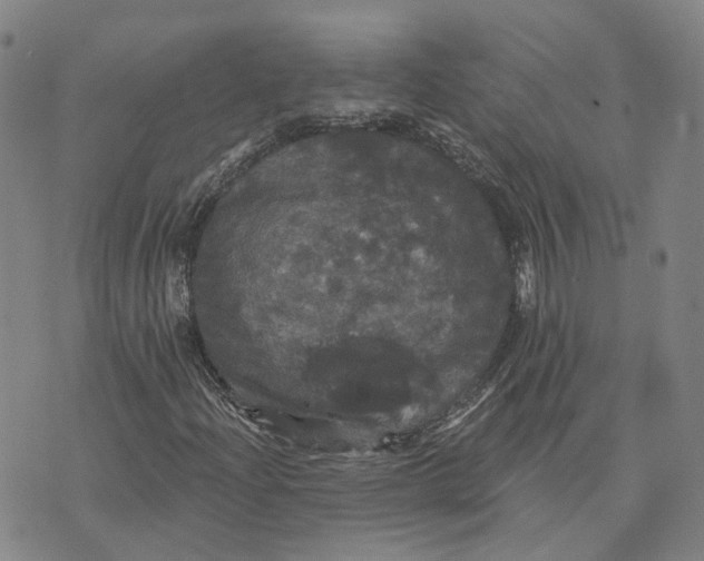 X0000070341204200606301732