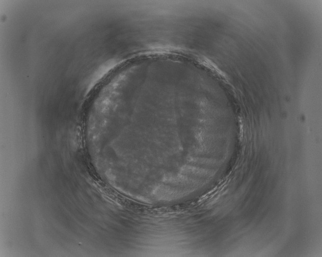 X0000070341208200606301732