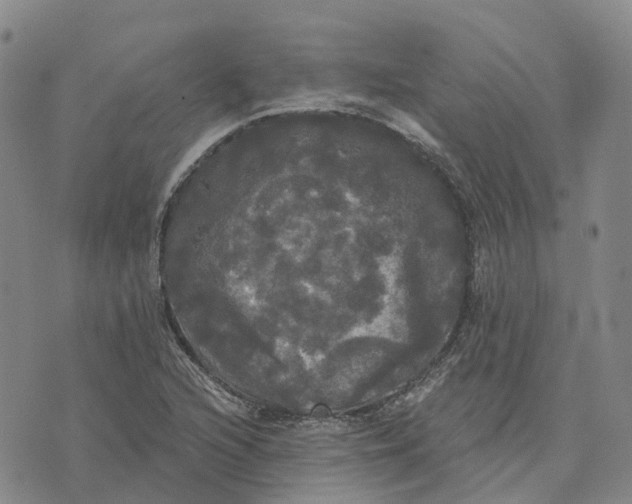 X0000070341216200606301732