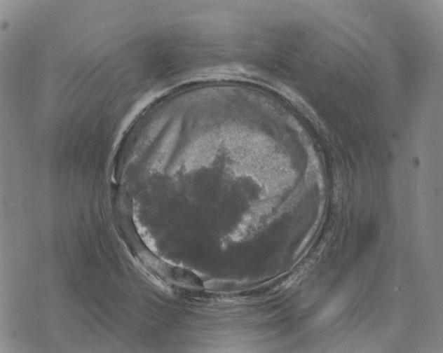 X0000070341224200606301732