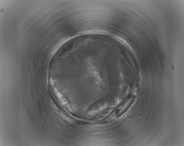 X0000070341228200606301732