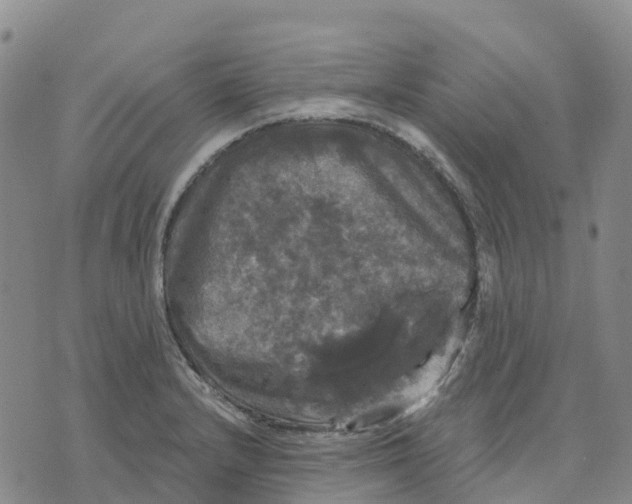 X0000070341232200606301732