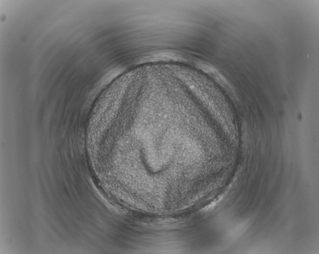 X0000070341233200606301733