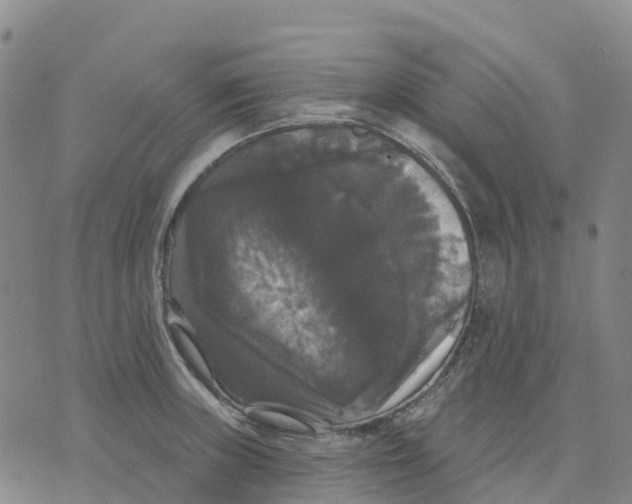 X0000070341235200606301733