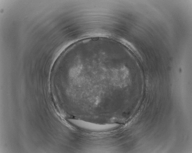 X0000070341236200606301733