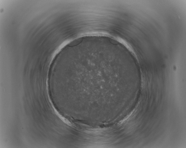 X0000070341237200606301733