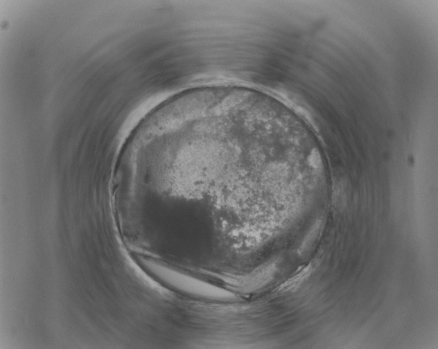 X0000070341239200606301733