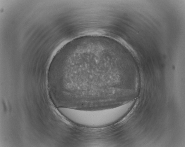 X0000070341240200606301733