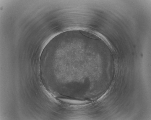 X0000070341244200606301733