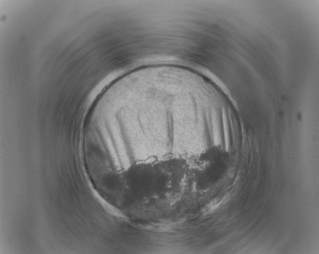 X0000070341245200606301733