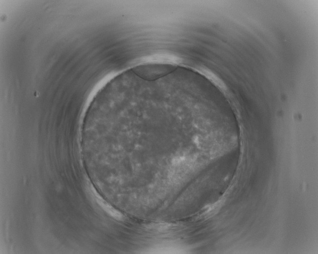 X0000070341248200606301733