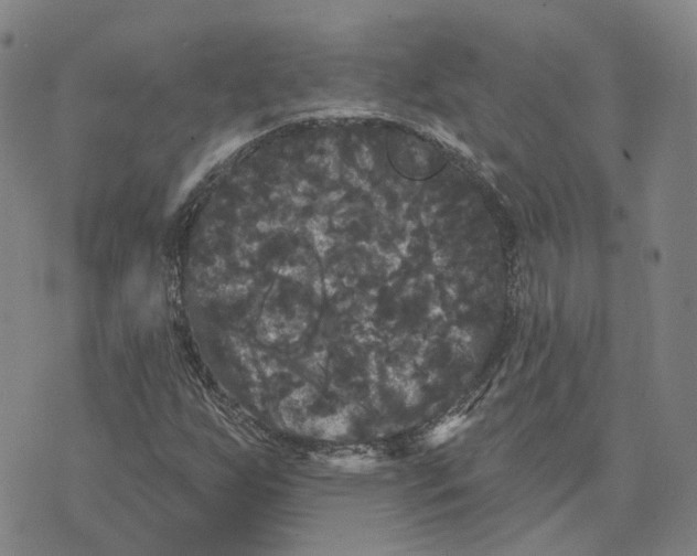 X0000070341255200606301732