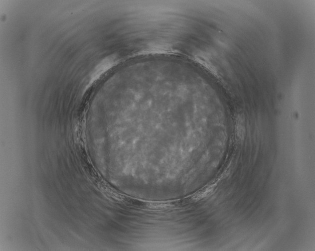 X0000070341258200606301732