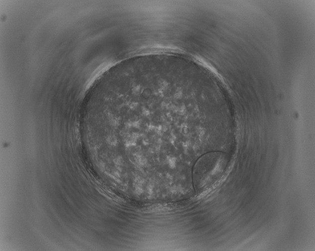 X0000070341259200606301732