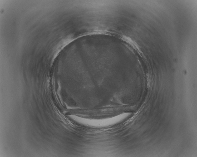 X0000070341260200606301732