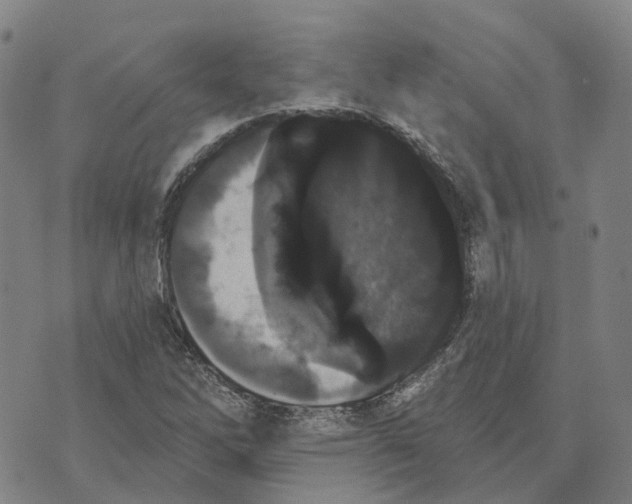 X0000070341262200606301732