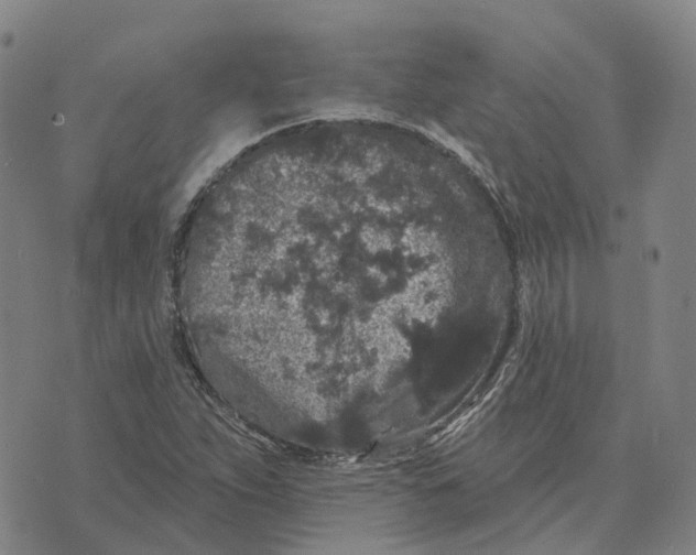 X0000070341263200606301732