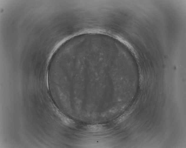 X0000070341272200606301732