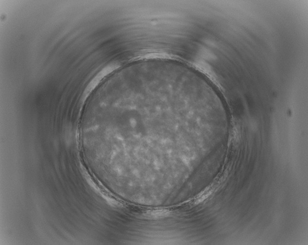 X0000070341282200606301731