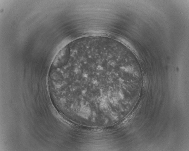 X0000070341283200606301731