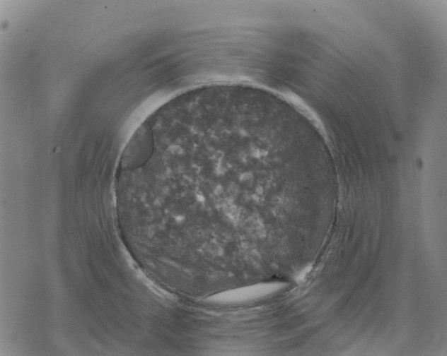 X0000070341287200606301731