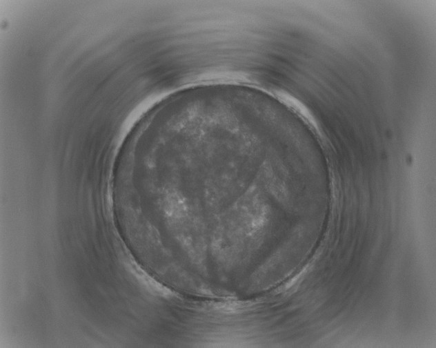 X0000070341288200606301731