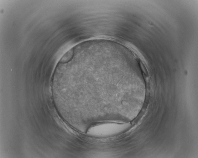 X0000070341292200606301731