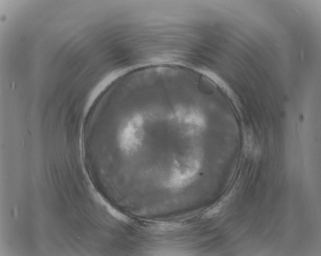 X0000070341294200606301731