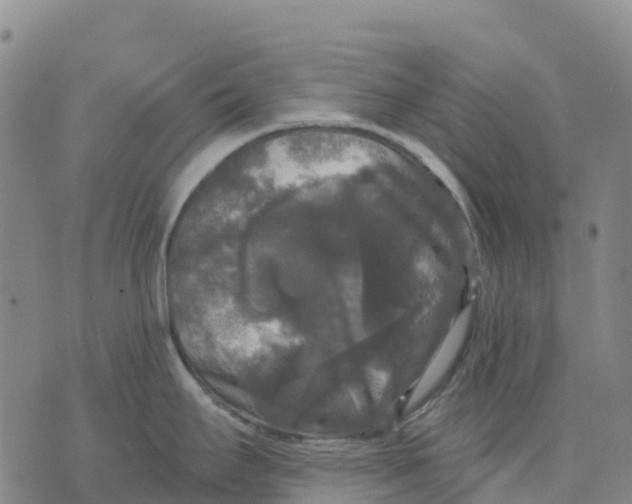 X0000070341295200606301731