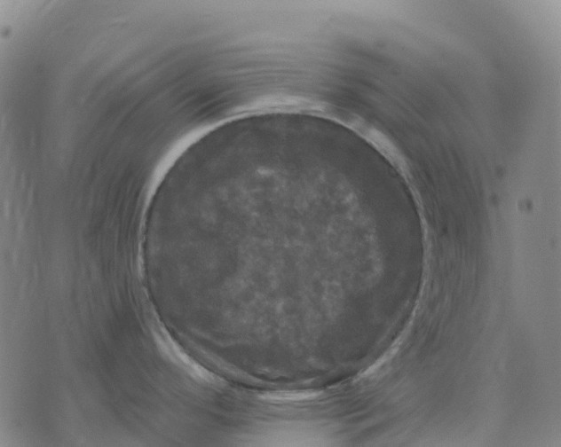 X0000070341296200606301731