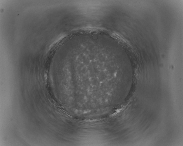 X0000070341302200606301731