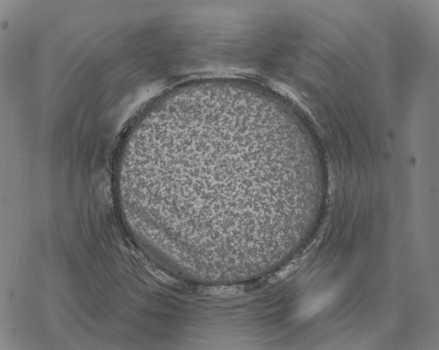 X0000070341307200606301731