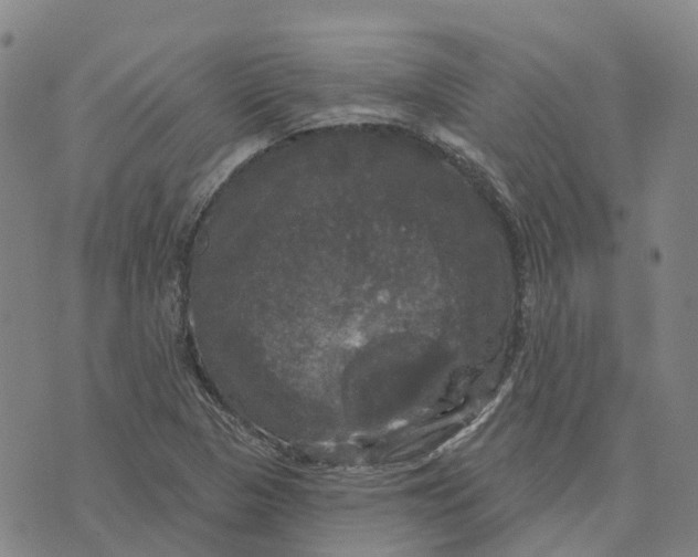 X0000070341313200606301731