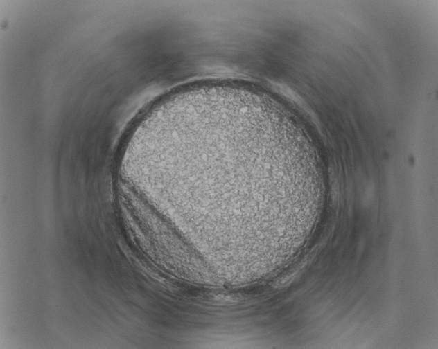 X0000070341318200606301731