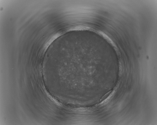 X0000070341329200606301731