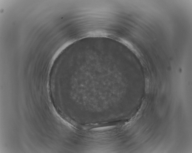 X0000070341331200606301731