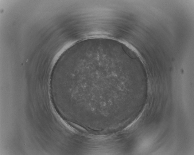 X0000070341333200606301731