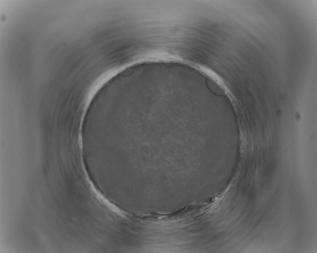 X0000070341335200606301731