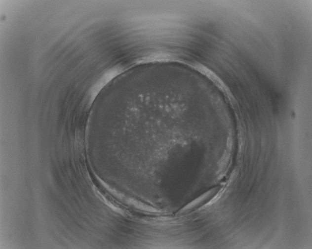 X0000070341337200606301731